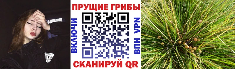 ОМГ ОМГ   где купить наркотик  Темников  Псилоцибиновые грибы Magic Shrooms 
